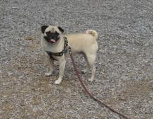 Puglsy at the playground