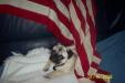 Bella the All American Pug!!!!!