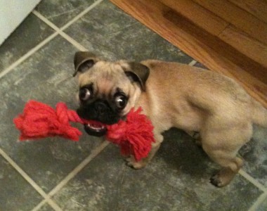 Zoe loves her toys!