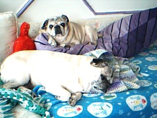 lounge pugs