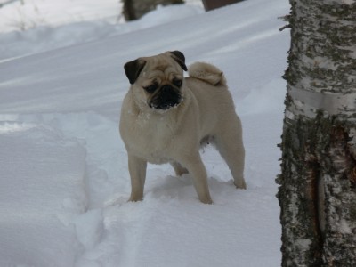 Fresh Snow!