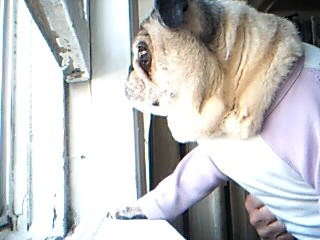 nosey pug