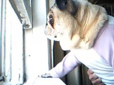 nosey pug