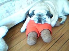 a pug and his teddy