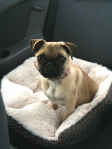 Zoe Claire riding in the car