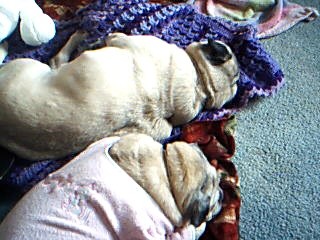 napping pugs