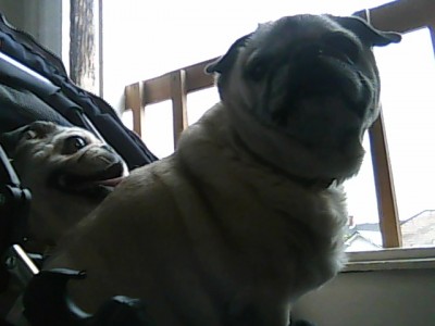 nosey pugs