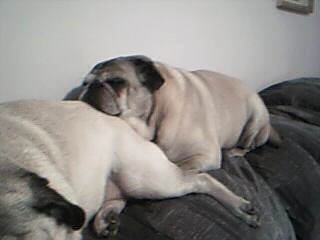 pugpillows