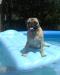 Statler in the Pool