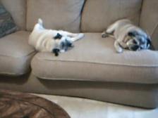 napping pugs