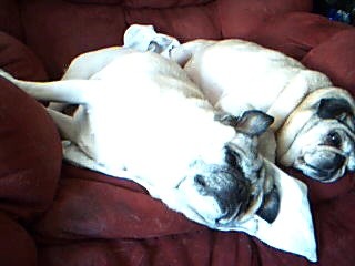 lounging pugs