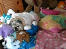 Darla and her stuffies