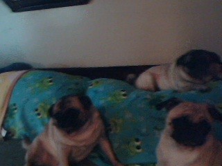 my pugs