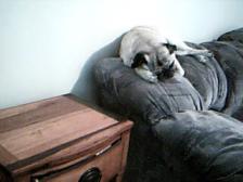 sleepy time pug