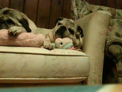 sleeping puggies