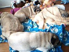 pug ranch pugs together