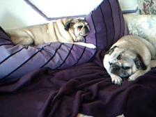 lounge pugs