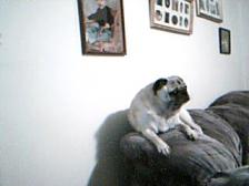 perching pug