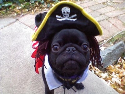 Ahoy Pirate Bentley