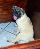 The Pug with the wagging tongue!