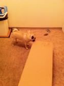 Pug, the Ikea Furniture Pro