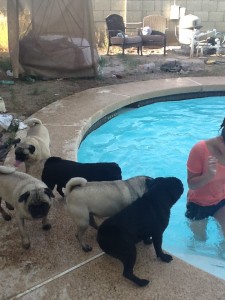 LIfeguard Pugs