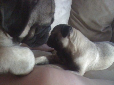 Pug Love