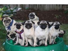 Too many pugs, too little pool