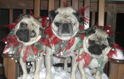 Merry Pugmass!