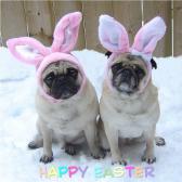 Pug Easter Bunnies