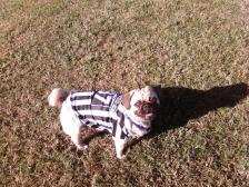 Toby at his Pug costume party...