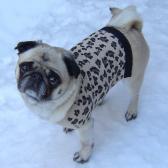 Leopard Print Pug