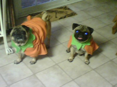 Pug Pumpkins