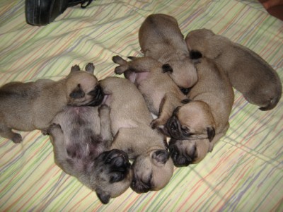 Diva's litter of 7