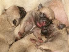 Newborn pugs