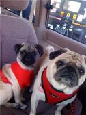 Puggie and Mozzie