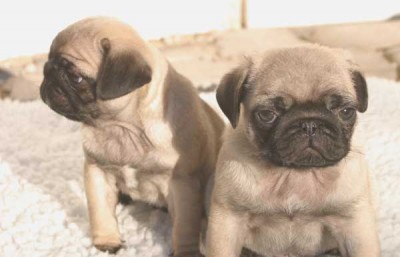 Adorable Little PUGS