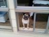 Window Pug