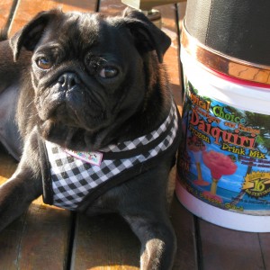 Pugsley and the daiquiri's