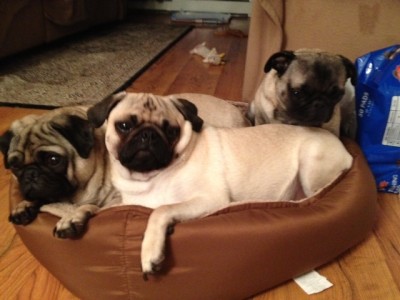 Snuggling Pugs