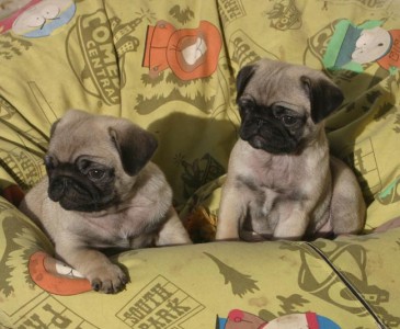 adorable pugs in their Beany Bag!