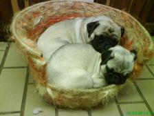 Pugs in a basket