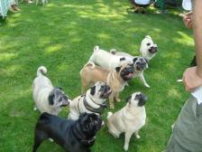 Pug Party