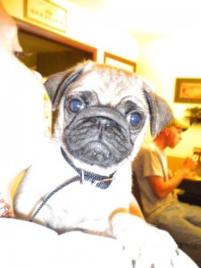 Pugsley William :)