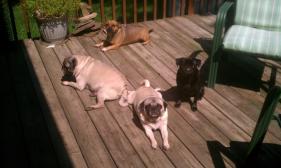 Pugs in the sun