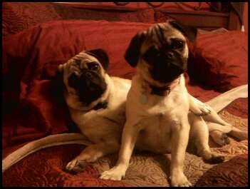 Pugs