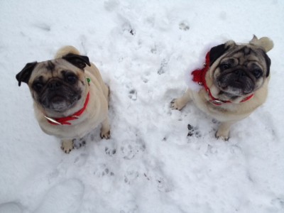 Puggy Christmas