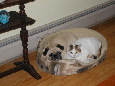 Pugsley and Mabel