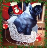 Pugsley in the Sleigh