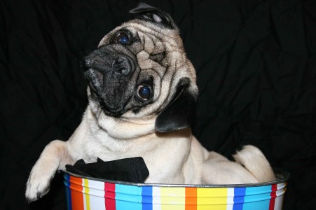 Pug in a Tub